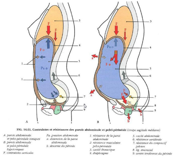 schema