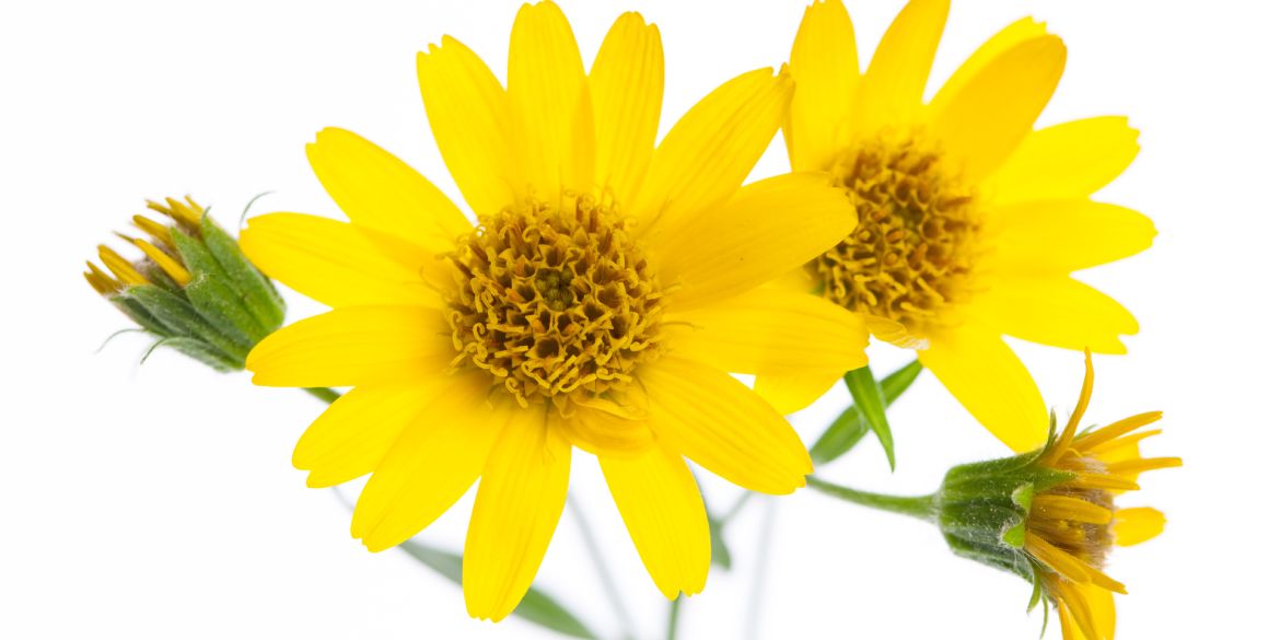 L'arnica et ses vertus anti-inflammatoires