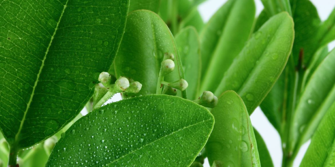 Huile essentielle de Ravintsara : un produit naturel aux vertus incroyables